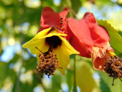 Callianthe megapotamica