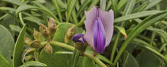 Canavalia rosea