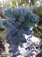 Xiphotheca fruticosa