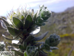 Xiphotheca fruticosa