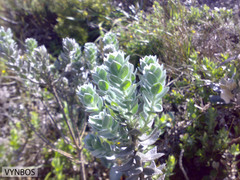 Xiphotheca fruticosa