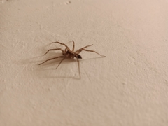 Liocranum