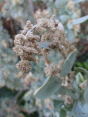 Atriplex nummularia nummularia