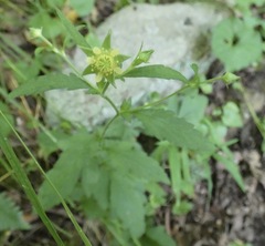 Geum virginianum