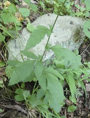 Geum virginianum
