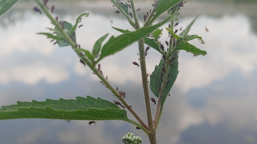 Varicolored Snakeroot Aphid