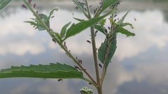 Uroleucon eupatorifoliae