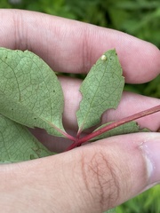 Eumorpha pandorus
