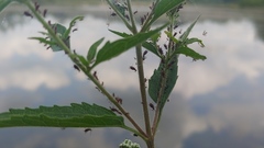 Uroleucon eupatorifoliae