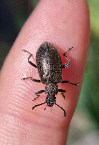 Hairy Darkling Beetle
