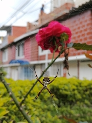 Argiope argentata