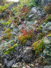 Saxifraga bronchialis funstonii