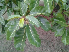 Ficus lutea