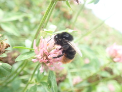 Bombus confusus