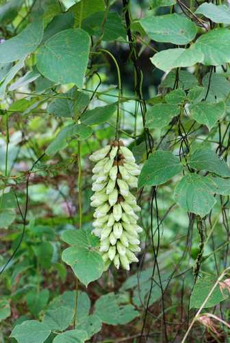Mucuna poggei