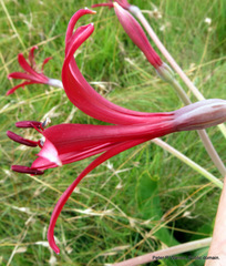 Brunsvigia undulata