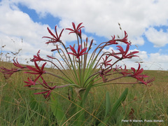 Brunsvigia undulata