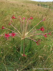 Brunsvigia undulata