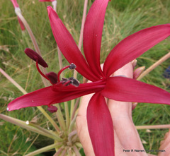 Brunsvigia undulata