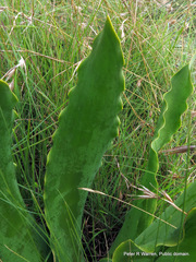 Brunsvigia undulata