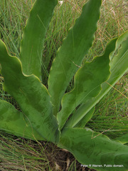Brunsvigia undulata