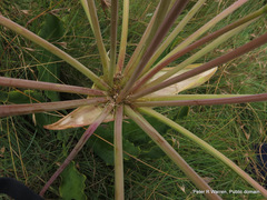 Brunsvigia undulata