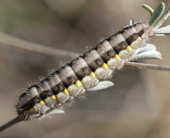 Zygaena lavandulae