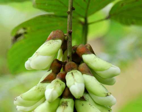 Mucuna poggei