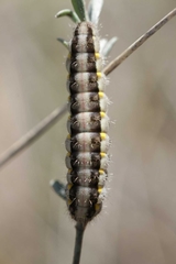 Zygaena lavandulae