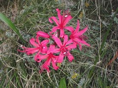 Nerine sarniensis