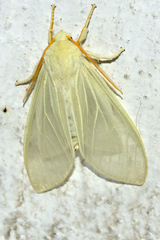 Amastus alba