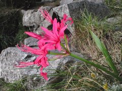 Nerine sarniensis
