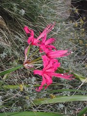 Nerine sarniensis