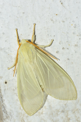 Amastus alba