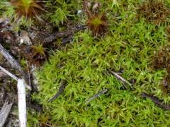 Tortella flavovirens