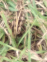 Hippiscus ocelote