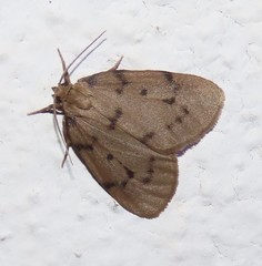 Paidia rica