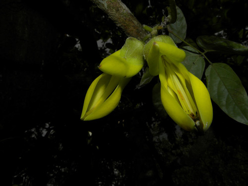 Mucuna sloanei