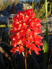 Disa ferruginea