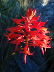 Disa ferruginea