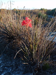 Disa ferruginea