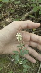 Melilotus albus