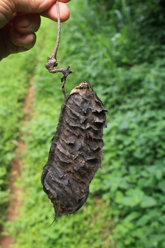 Mucuna sloanei