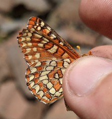 Euphydryas chalcedona sierra