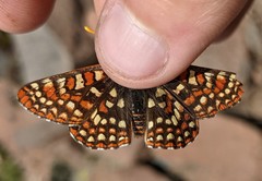 Euphydryas chalcedona sierra