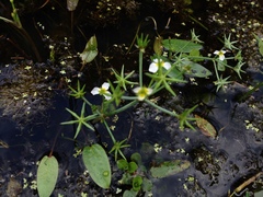 Damasonium alisma