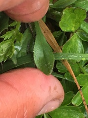 Erigeron eriocephalus