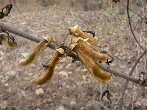 Mucuna stans