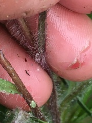 Erigeron eriocephalus