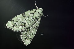 Chloronycta tybo